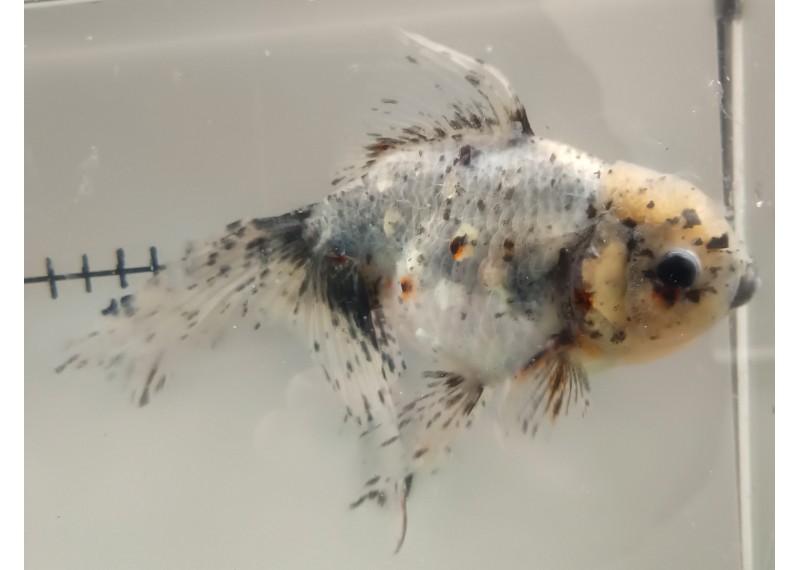 Japonais sur photo 12 (17cm)