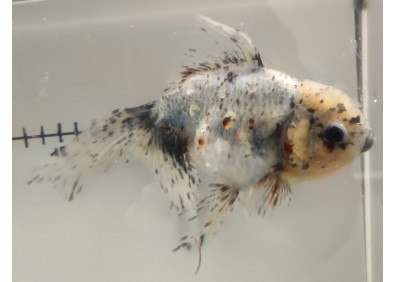 Japonais sur photo 12 (17cm)