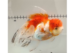 Japonais sur photo 13 (17cm)