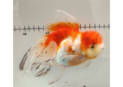 Japonais sur photo 13 (17cm)