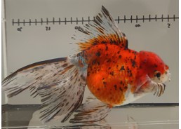 Japonais sur photo 14 (18cm)