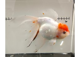 Japonais sur photo 15 (19cm)