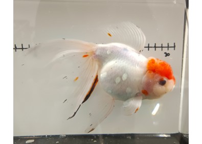 Japonais sur photo 15 (19cm)