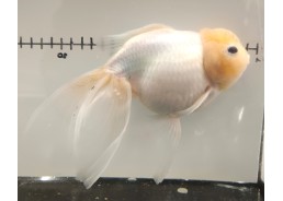 Japonais sur photo 16 (17cm)