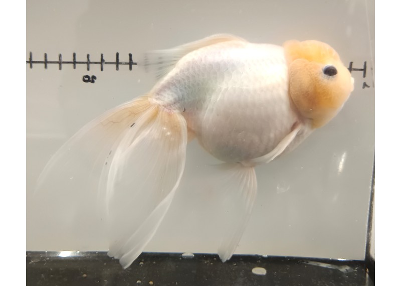 Japonais sur photo 16 (17cm)