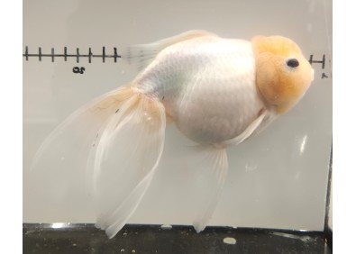 Japonais sur photo 16 (17cm)