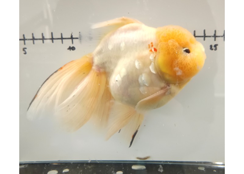 Japonais sur photo 17 (18cm)