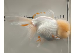 Japonais sur photo 18 (17cm)