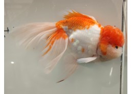 Japonais sur photo 19 (19cm)