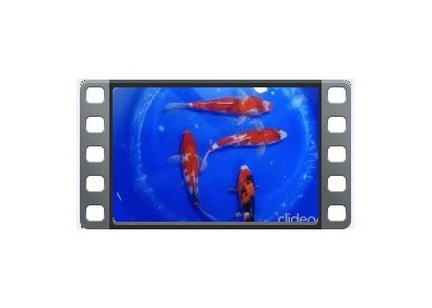 4 Koïs Japon Nisai Showa 25-30 cm
