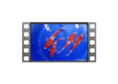 4 Koïs Japon Nisai Kohaku 25-30 cm