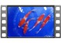 4 Koïs Japon Nisai Kohaku 25-30 cm