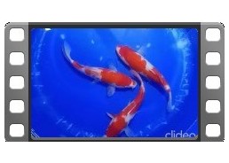 3 Koïs Japon Nisai Kohaku...