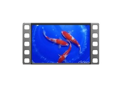 3 Koïs Japon Nisai Kohaku 25-30 cm