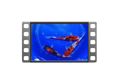 3 Koïs Japon Nisai Showa 30-35 cm
