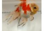 Japonais sur photo 38 (17 cm)