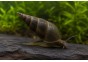 Escargot de bassin