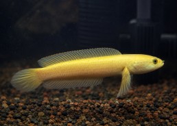 Channa limbata gold