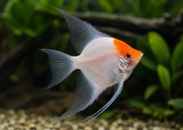 Scalaire sélect albino red cap