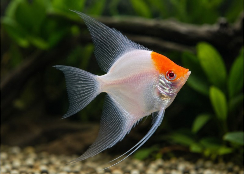 Scalaire sélect albino red cap
