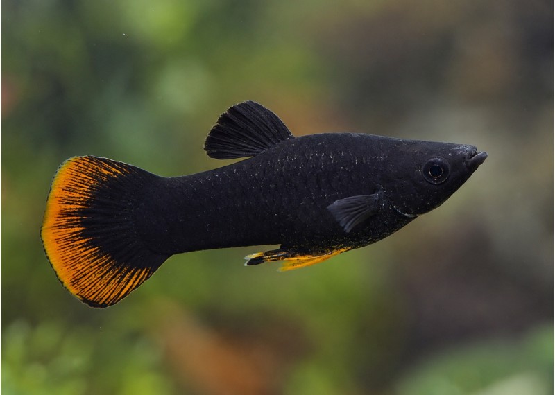 Molly black orange tail