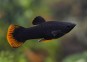 Molly black orange tail
