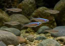 Notropis chrosomus
