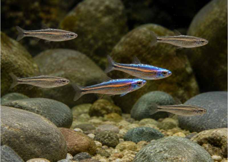 Notropis chrosomus