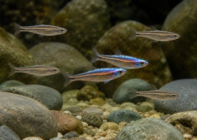 Notropis chrosomus