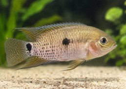Cichlasoma boliviense