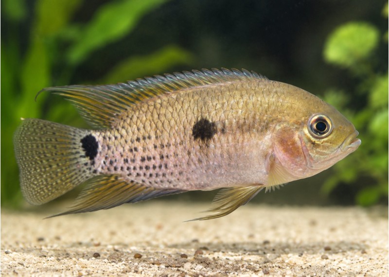 Cichlasoma boliviense