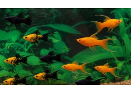 Molly lyre mix (orange-black)