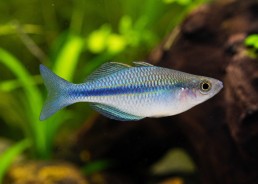 Poisson arc-en-ciel turquoise
