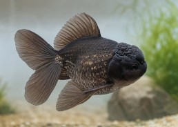 Oranda Thaï noir