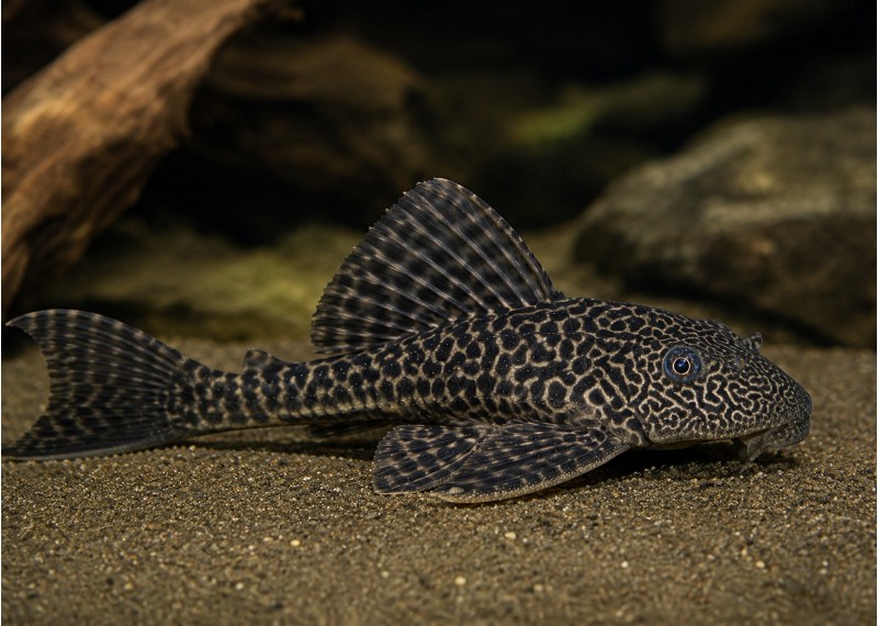 Pleco