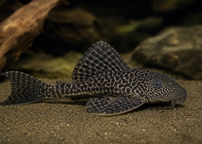 Pleco