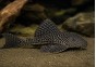 Pleco