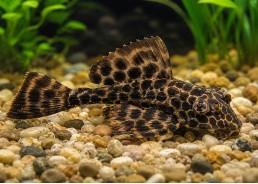 Pleco gibbiceps