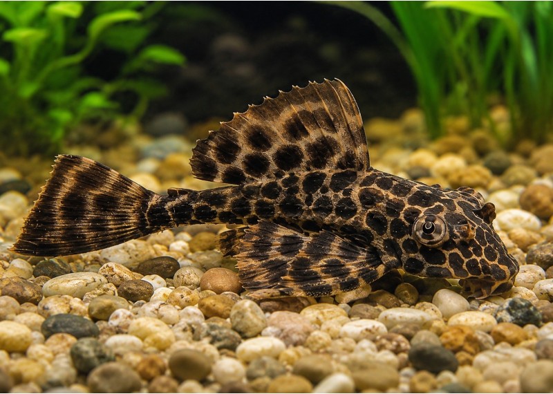 Pleco gibbiceps