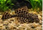Pleco gibbiceps