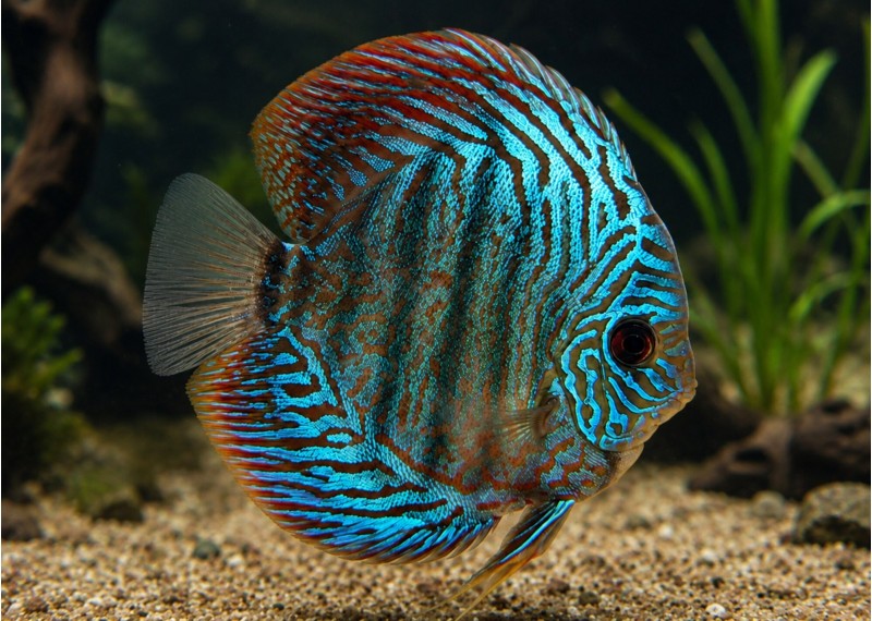 Discus séléct blue tiger