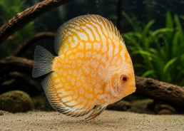 Discus sélect yellow pigeon