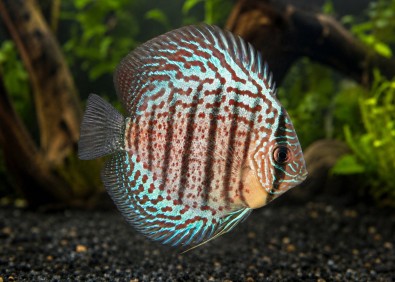 Discus sélect snake turquoise red spot