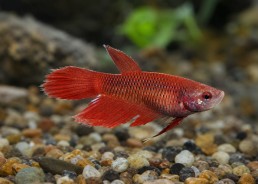 Betta femelle rouge