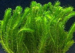 Elodea densa - Vrac (50 brins)