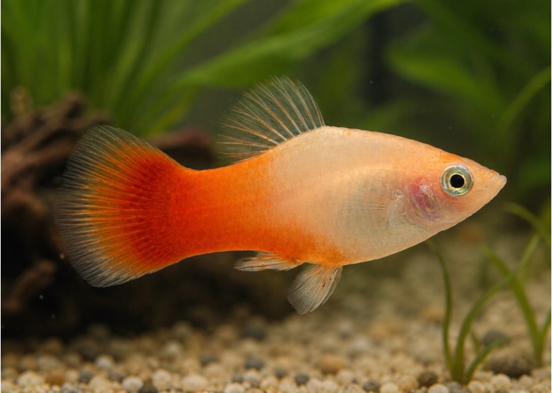Platy sunburst