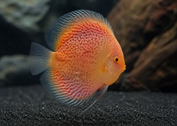 Discus sélect snow léopard