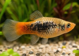 Platy tuxedo rainbow