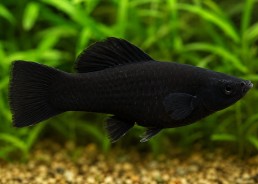 Molly black molly