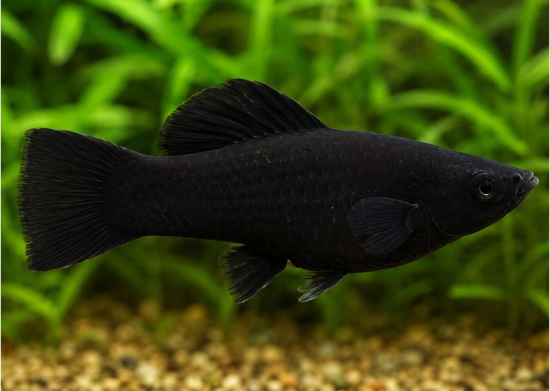 Molly black molly